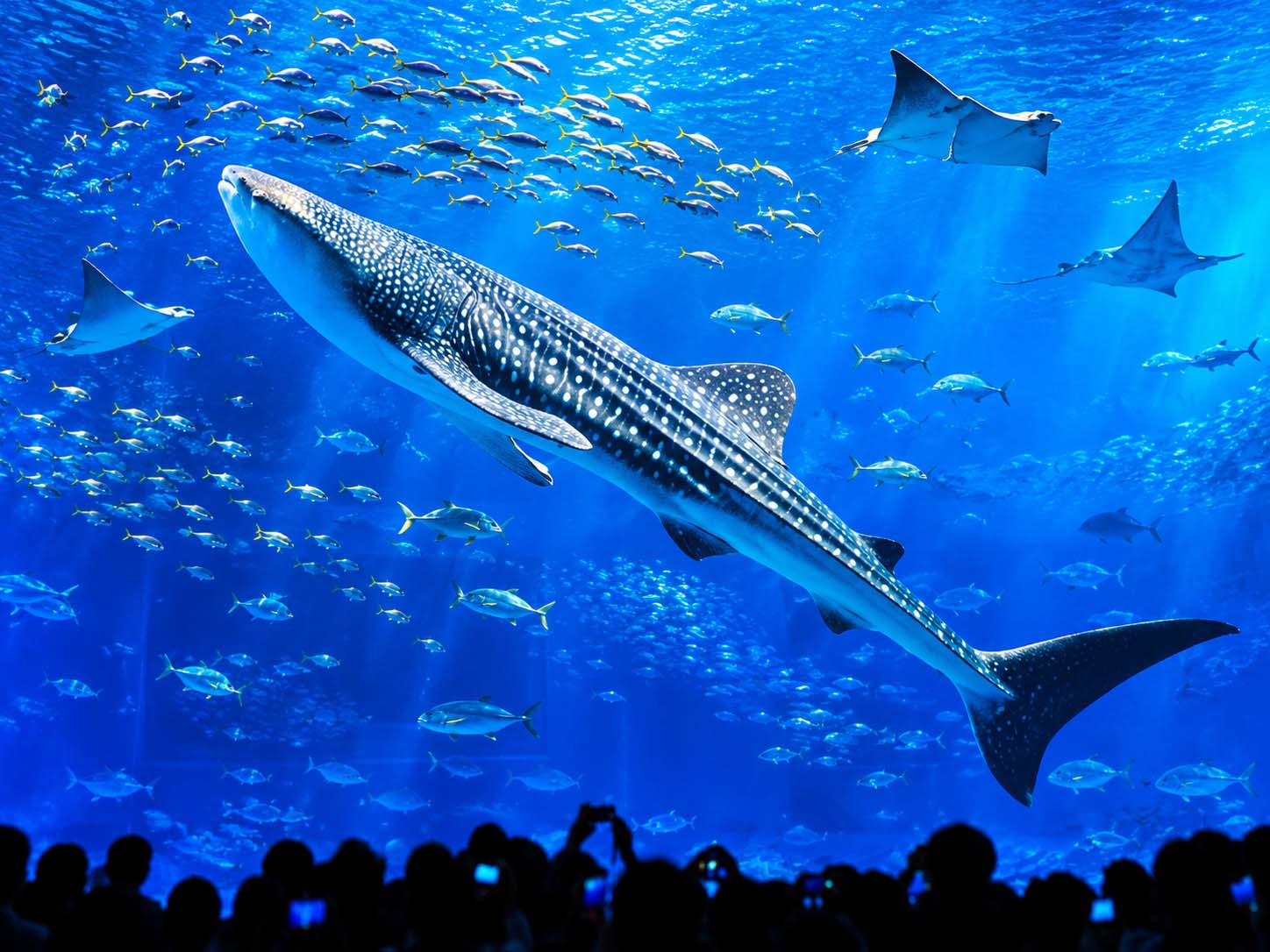北部エリアのジンベエザメが泳ぐ水族館