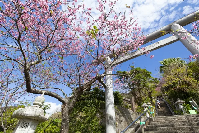 寒緋桜が咲く季節の名護城公園、参道の石段と鳥居