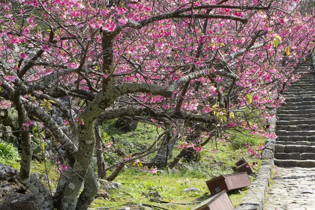 桜が咲く今帰仁城跡の石段と石垣