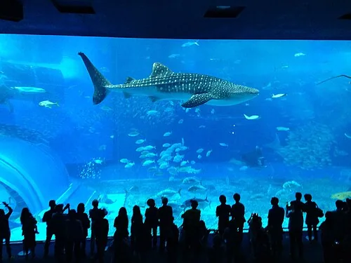 沖縄美ら海水族館の大水槽を泳ぐジンベエザメ