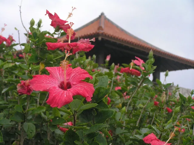 玉取崎展望台の東屋とハイビスカス