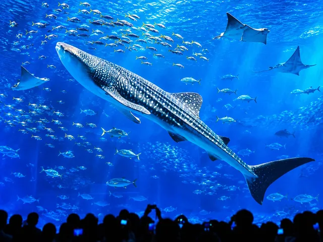 Whale sharks at an aquarium in Northern Okinawa